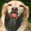 Dave B