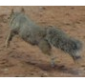 Trademark of the Week: Rally Squirrel -- The War Begins